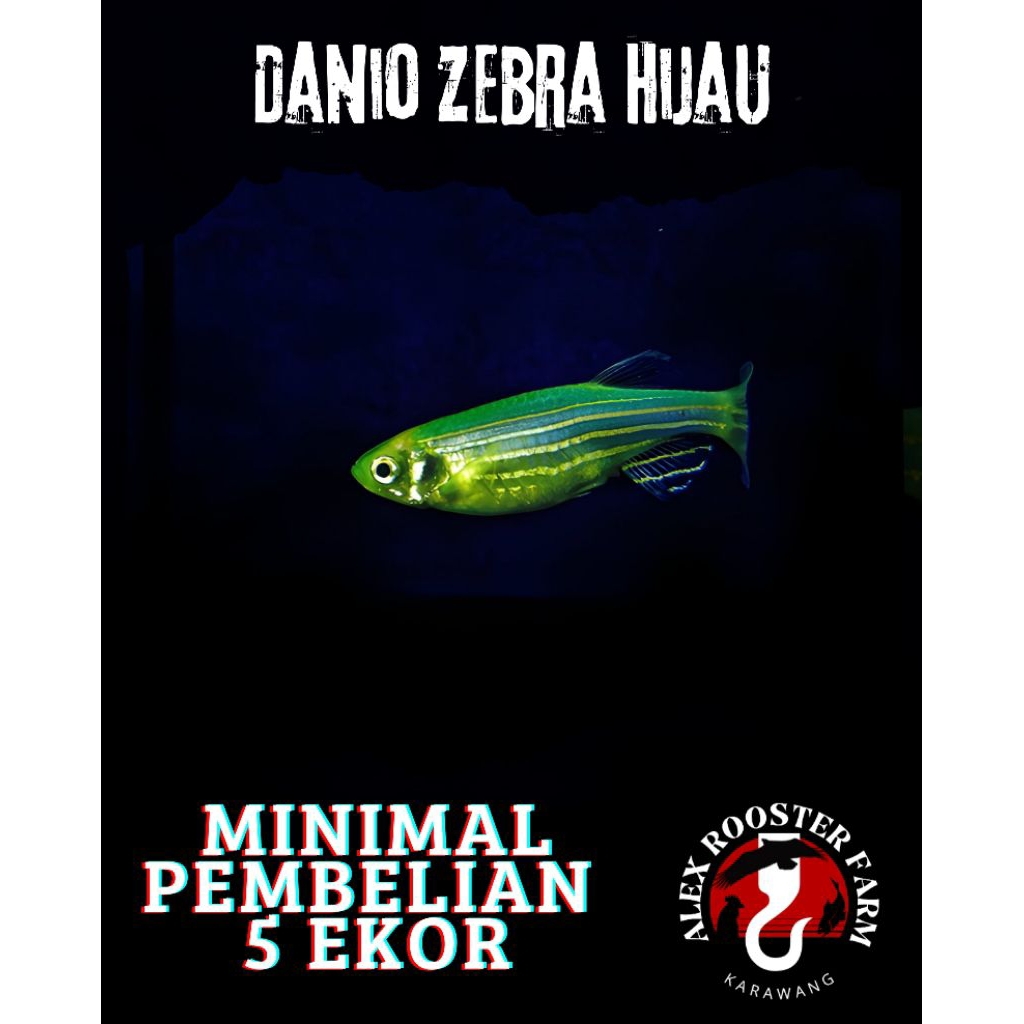 Hiasan Aquarium Danio Zebra Hijau Gen Slayer