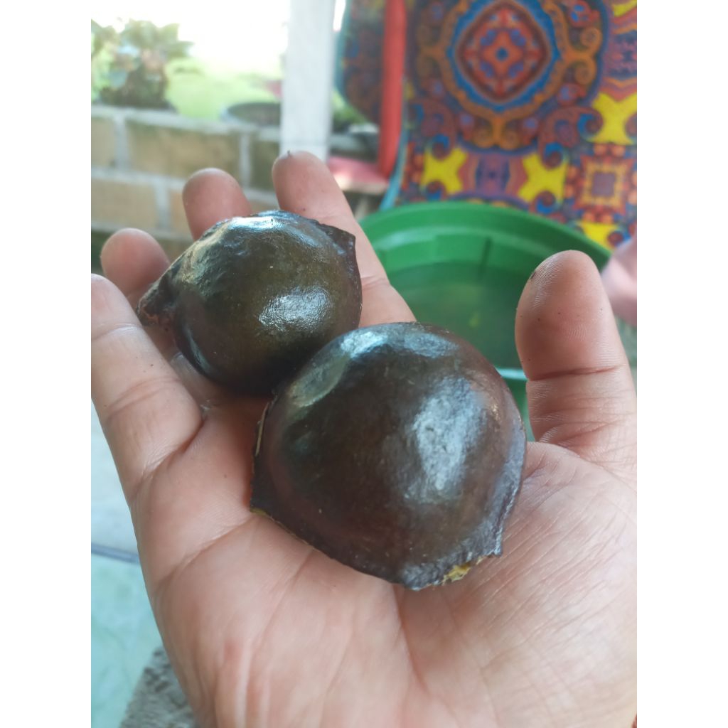 

Jengkol Tua Besar Berkulit-Murah 1kg