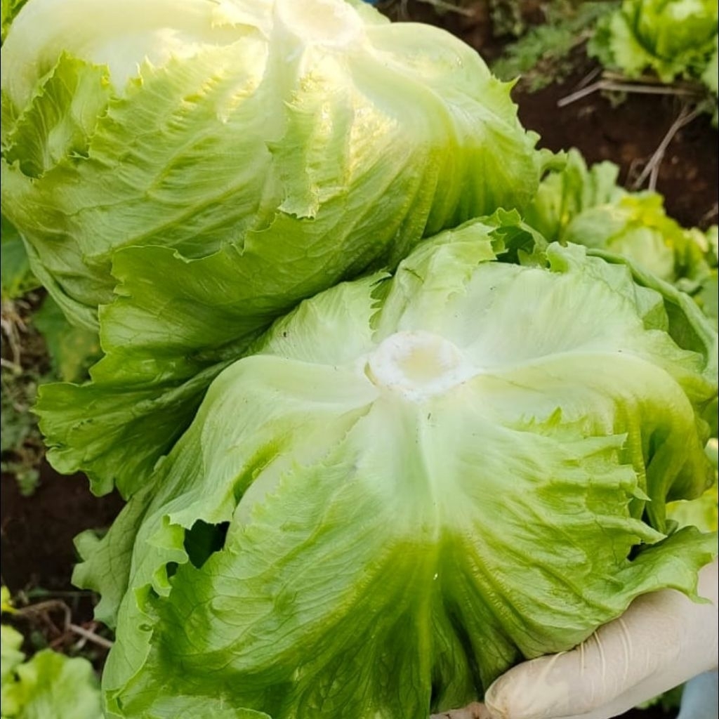 Sayuran lettuce