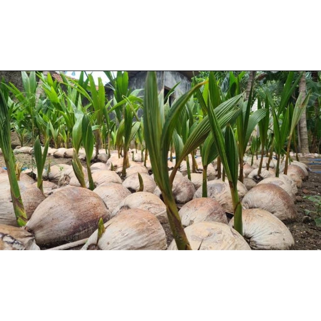 

KELAPA KOPYOR MURNI ORIGINAL 100%