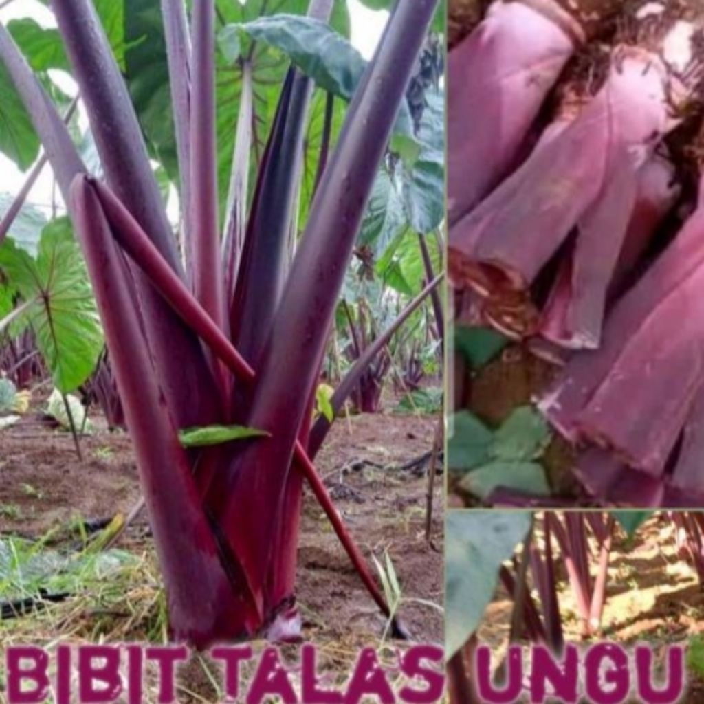 bibit talas ungu 5,bibit talas ungu pulen