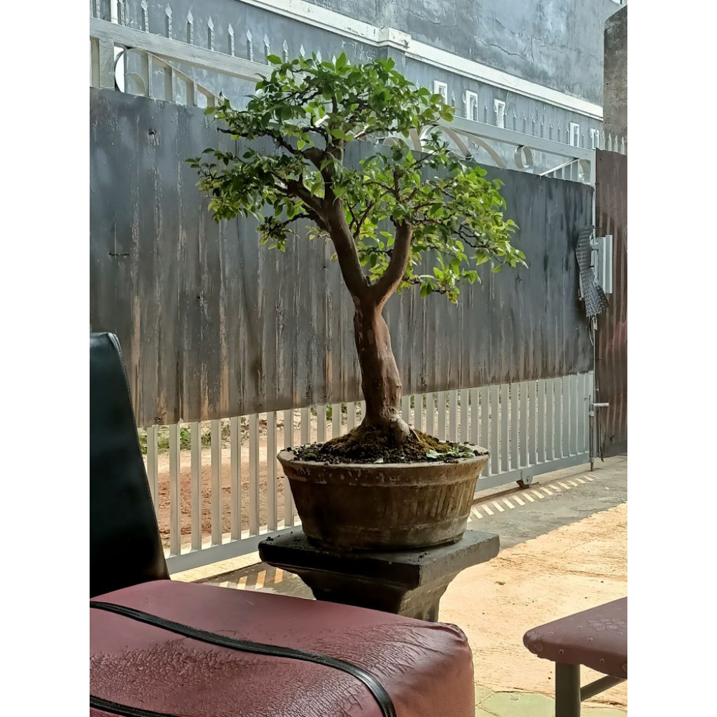 Bonsai anggur brazil