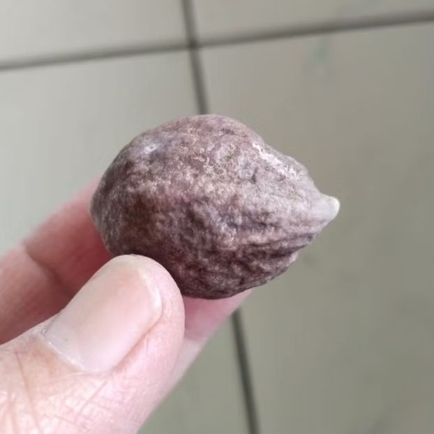 Kemiri Adu Muncang Adu Yanti Thanos Rajabatok Urgen Tua Jatuhan