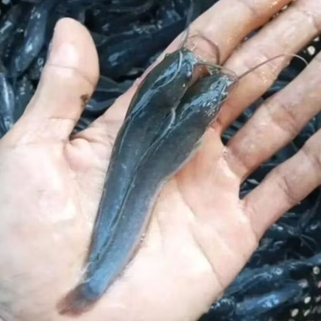 BIBIT LELE SANGKURIANG SIZE 15-17 CM [ISI 15 EKOR]