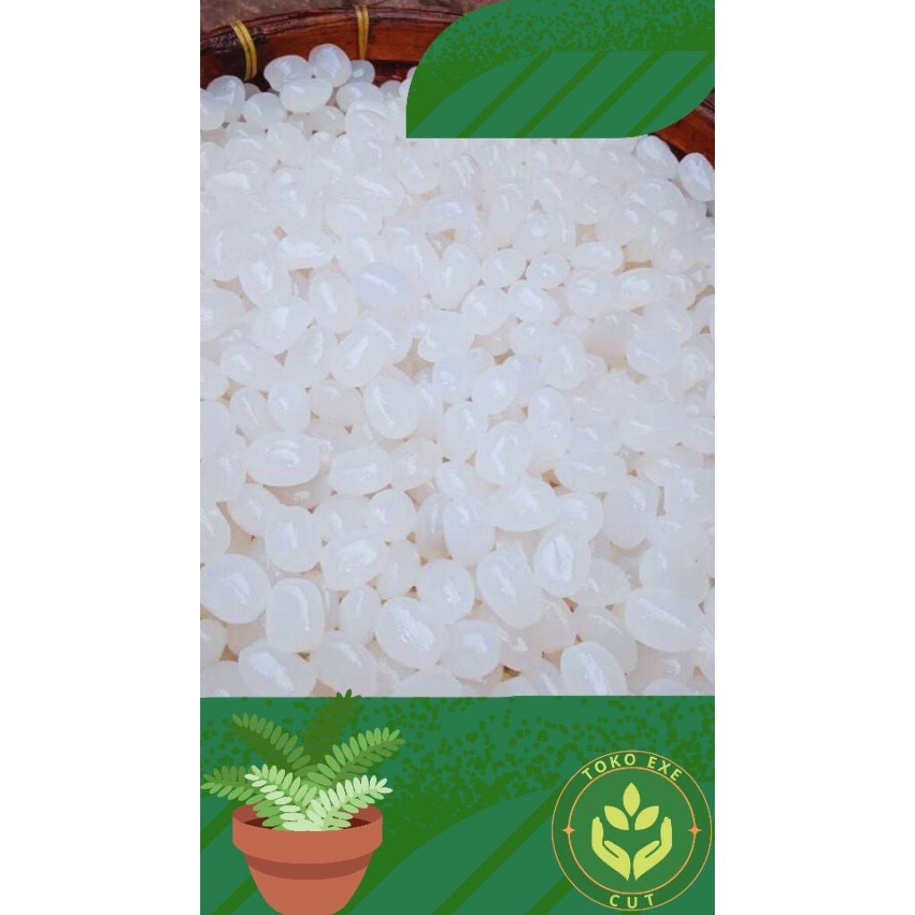 

kolang kaling mentah fresh 1 kg untuk berbagai manisan