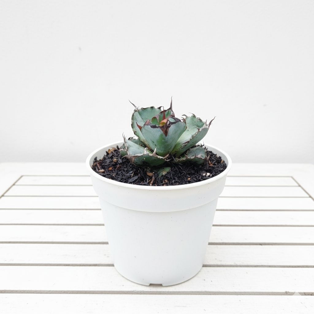 Agave Titanota Black And Blue/Blue Ball Tanaman Hias