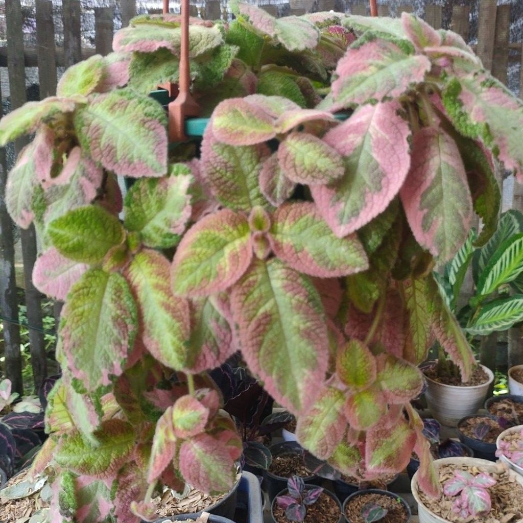 Tanaman hias gantung Episcia PICASSO