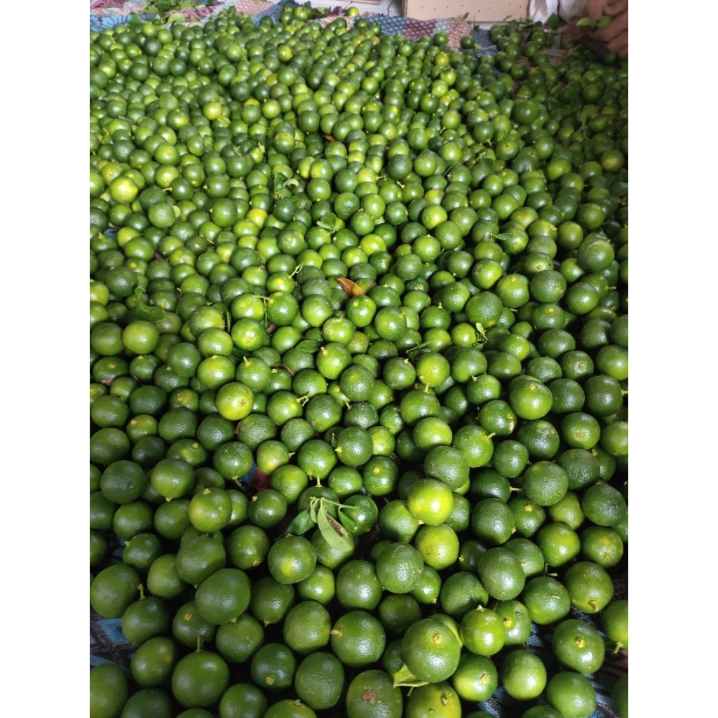 

Jeruk Sonkit 1KG / Jeruk Kasturi / Jeruk Peras / Jeruk Kunci