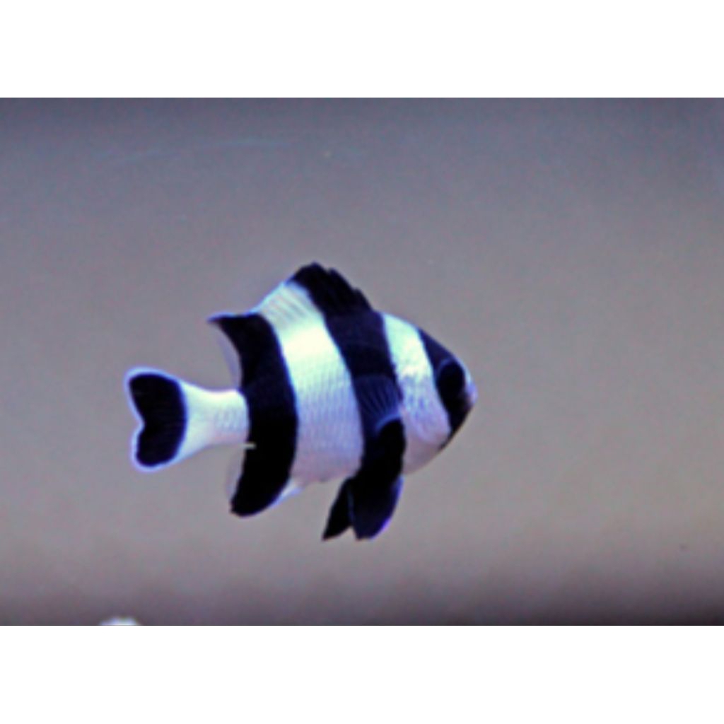 hiasan aquarium air laut betok zebra