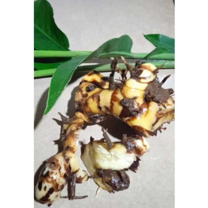 Laos/Lengkuas segar bumbu dapur