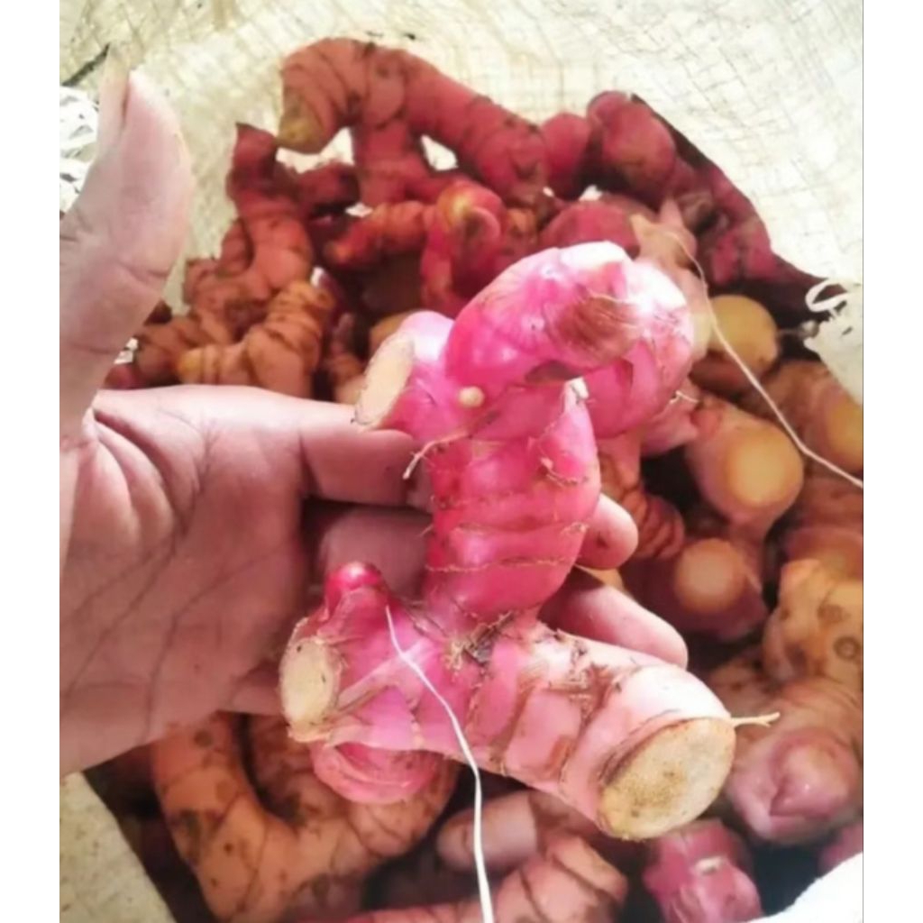 

Lengkuas Merah Fresh Segar / Laja Merah Fresh Segar 1kg