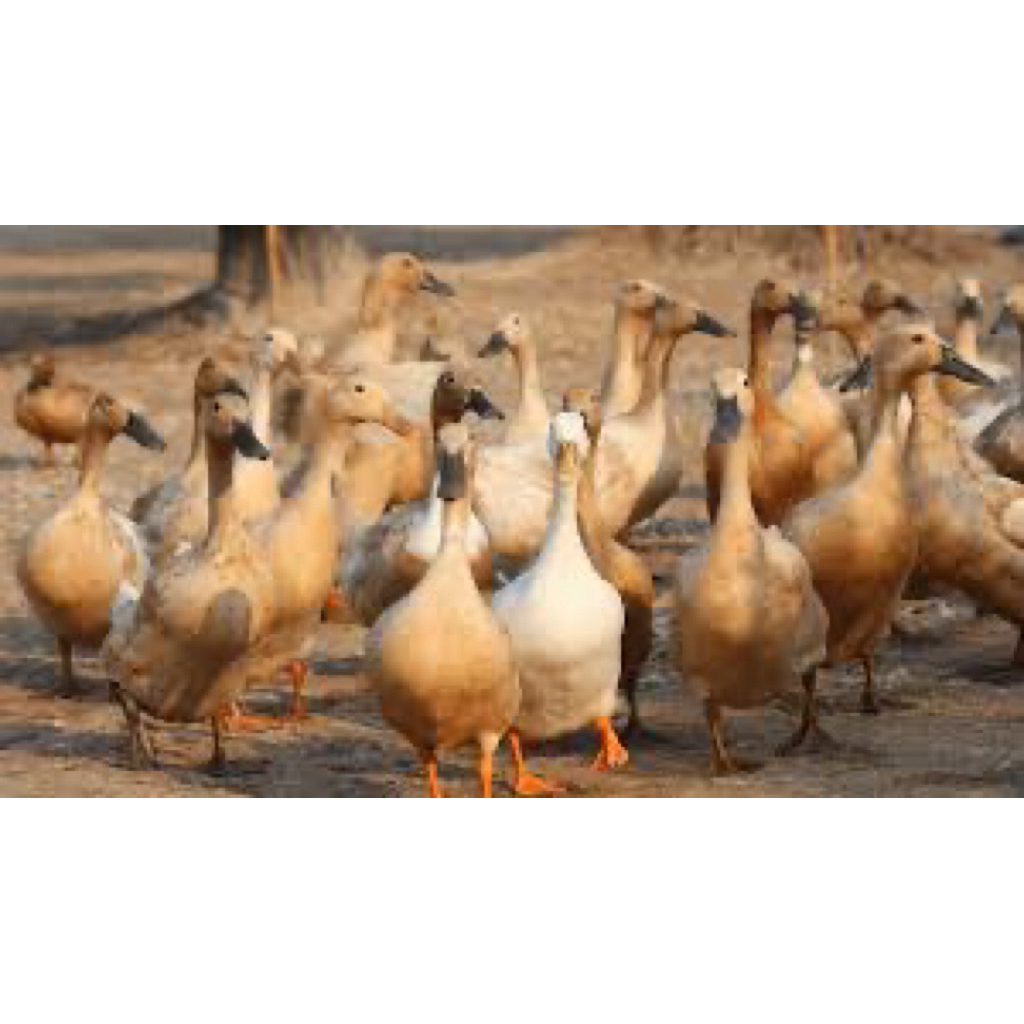 TELUR FERTIL BEBEK MOJOSARI UNTUK DITETASKAN