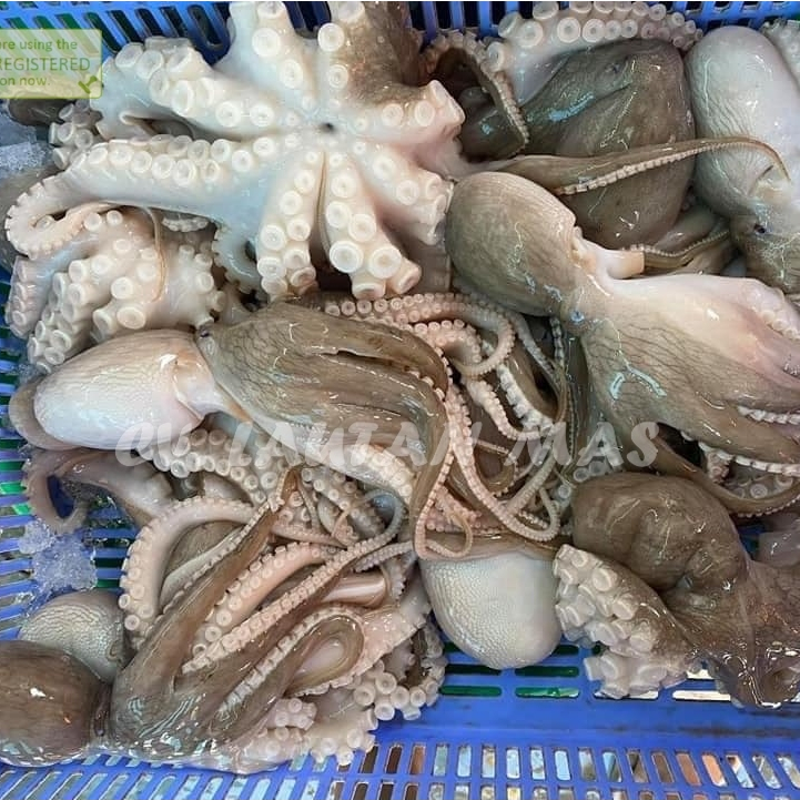 

Gurita Octopus 1Kg Baby Gurita Segar gurita Kecil Seafood Ikan Laut Segar