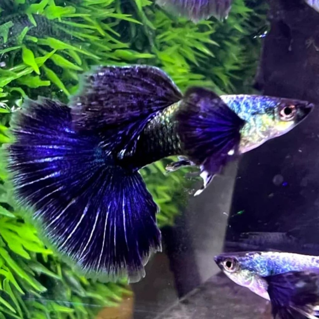 guppy purple dragon 1 pasang ( jantan 1 betina 1 )