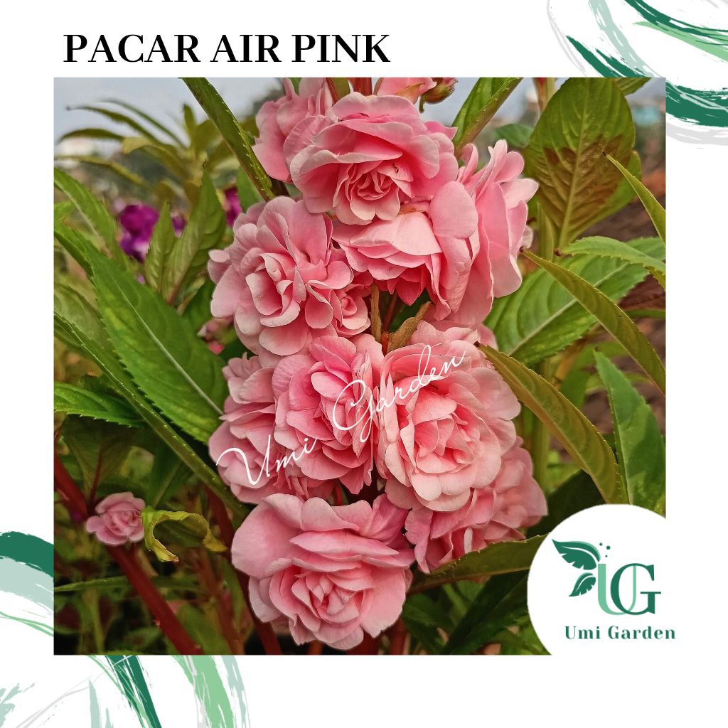 100 Biji Bunga Pacar Air Pink Tumpuk Benih Impatiens Rose Balsamina