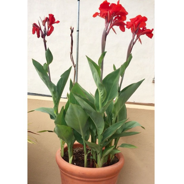 ( NEW BISA COD ) Tanaman Bunga Canna Merah - Bibit Tanaman Bunga Kanna Merah