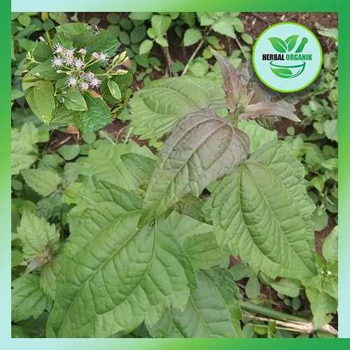 

Daun kirinyuh segar 500 gram herbal alami HERBAL ORGANIK