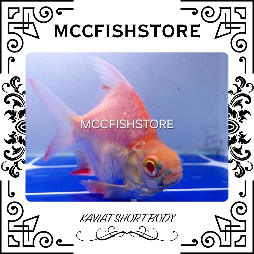 KAVIAT ALBINO King SB Super Short Body Baloon Grade AA++ (TANKMATE) | Hiasan Aquarium - Berkualitas