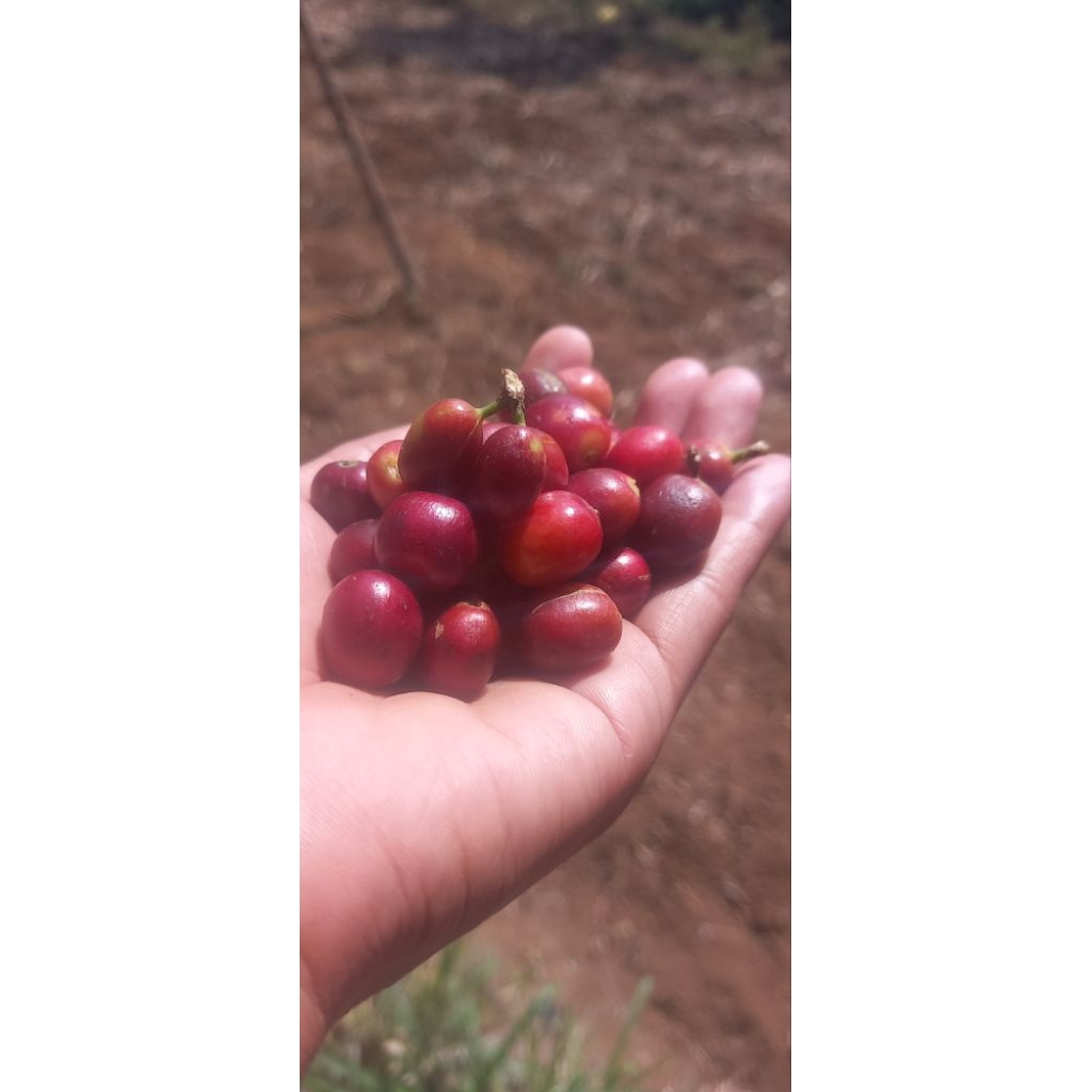 

Biji kopi mentah (Greenbean) Arabika arjuna 1kg