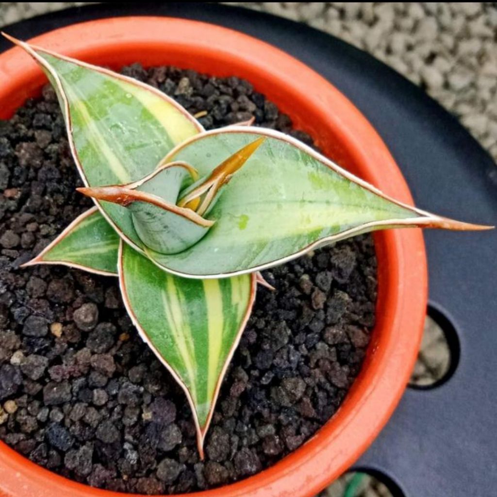 Sansevieria Pinguiculata varigata | Sansivera Pingui variegata | Sansivera varigata lapis cakep