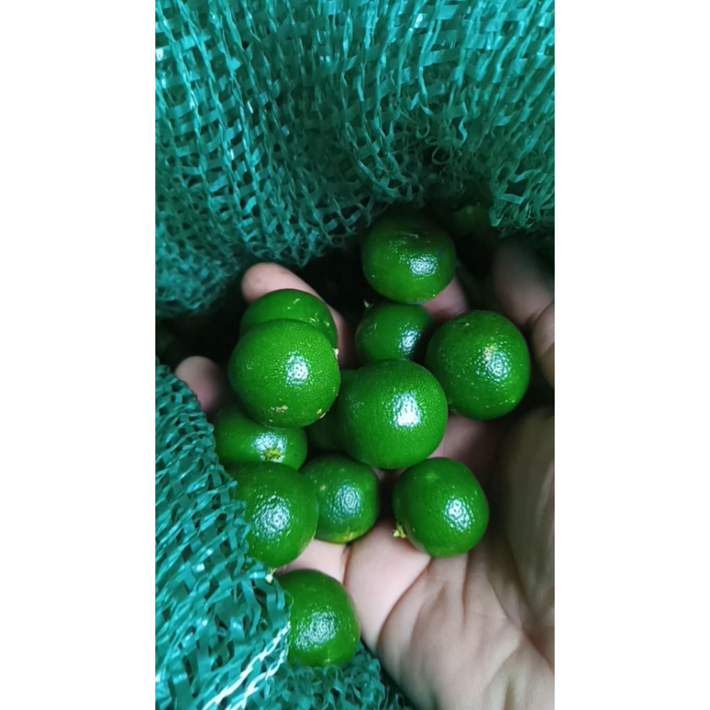 

1KG.JERUK SONKIT/JERUK KASTURI/JERUK KUNCI/JERUK LEMON CUI/JERUK KALAMANSI/JERUK KΙEΤΝΑ.UK(SEDANG)