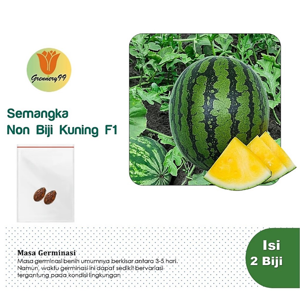 Benih Semangka Non Biji Kuning F1 Hibrida Bibit Buah Semangka Besar Super Unggul Bintang Asia