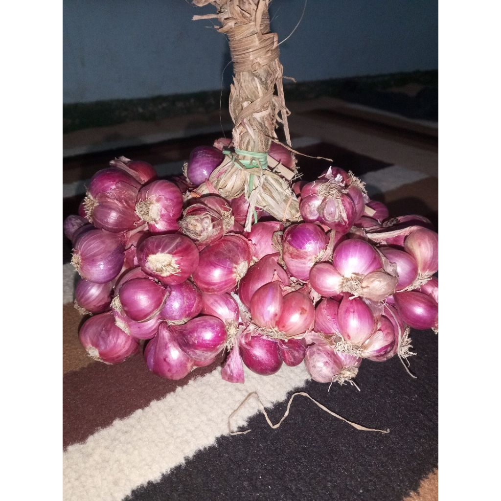 bawang merah daunan