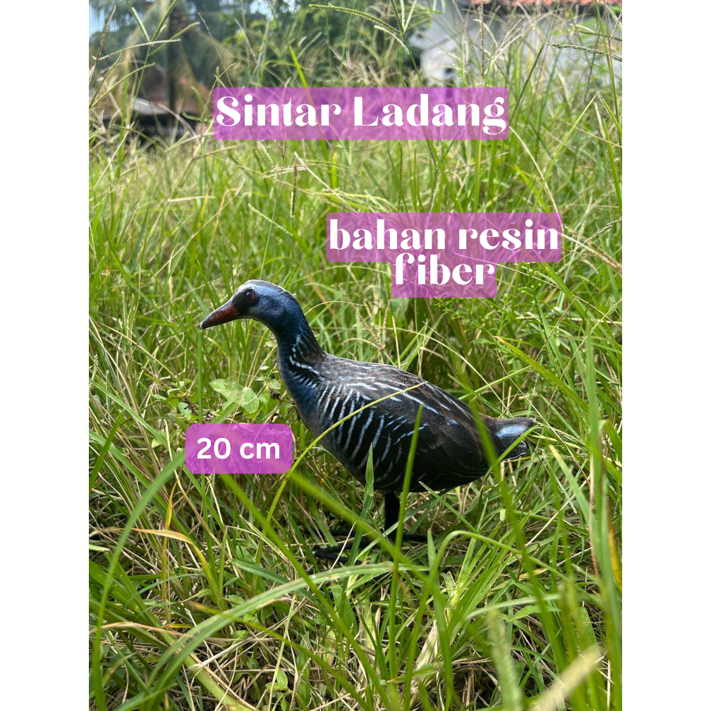 jontrot atau pikat burung sintar ladang.
