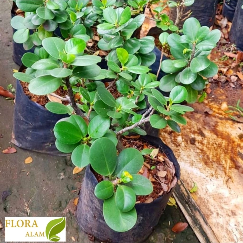 Tanaman Hias Beringin Dolar - Bonsai Beringin Dolar