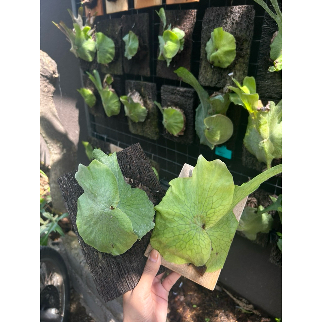 Platycerium wandae//simbar sp papua ekonomis