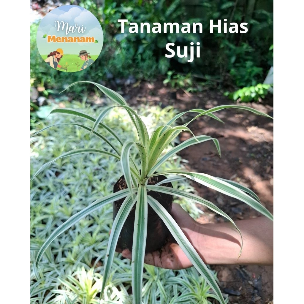 tanaman daun suji - bibit pohon daun suji - daun suji pewarna