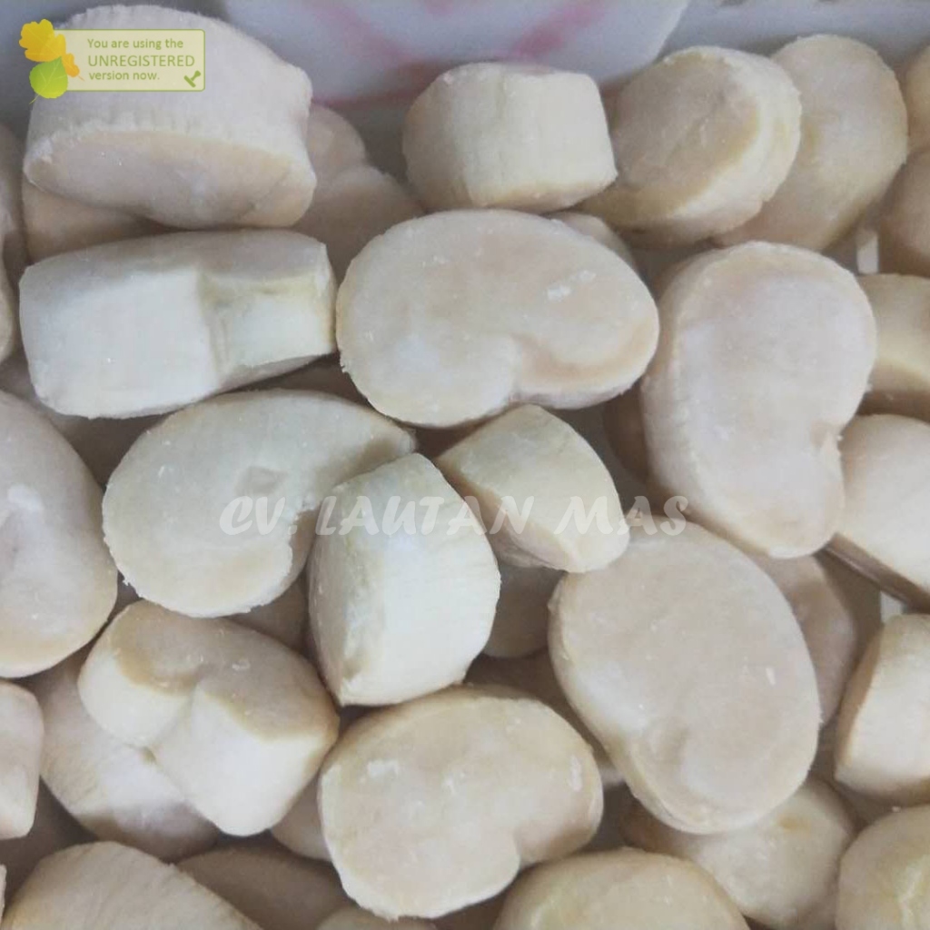 Scallop Kerang Kapak 1Kg Scallop Kerang Segar Seafood Kerang Laut Segar Fresh Frozen