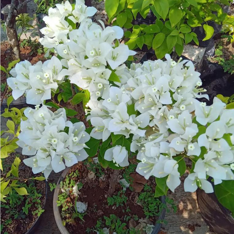 Bunga Bougenville Ekor Musang Putih | Bougenville EM Putih Ori