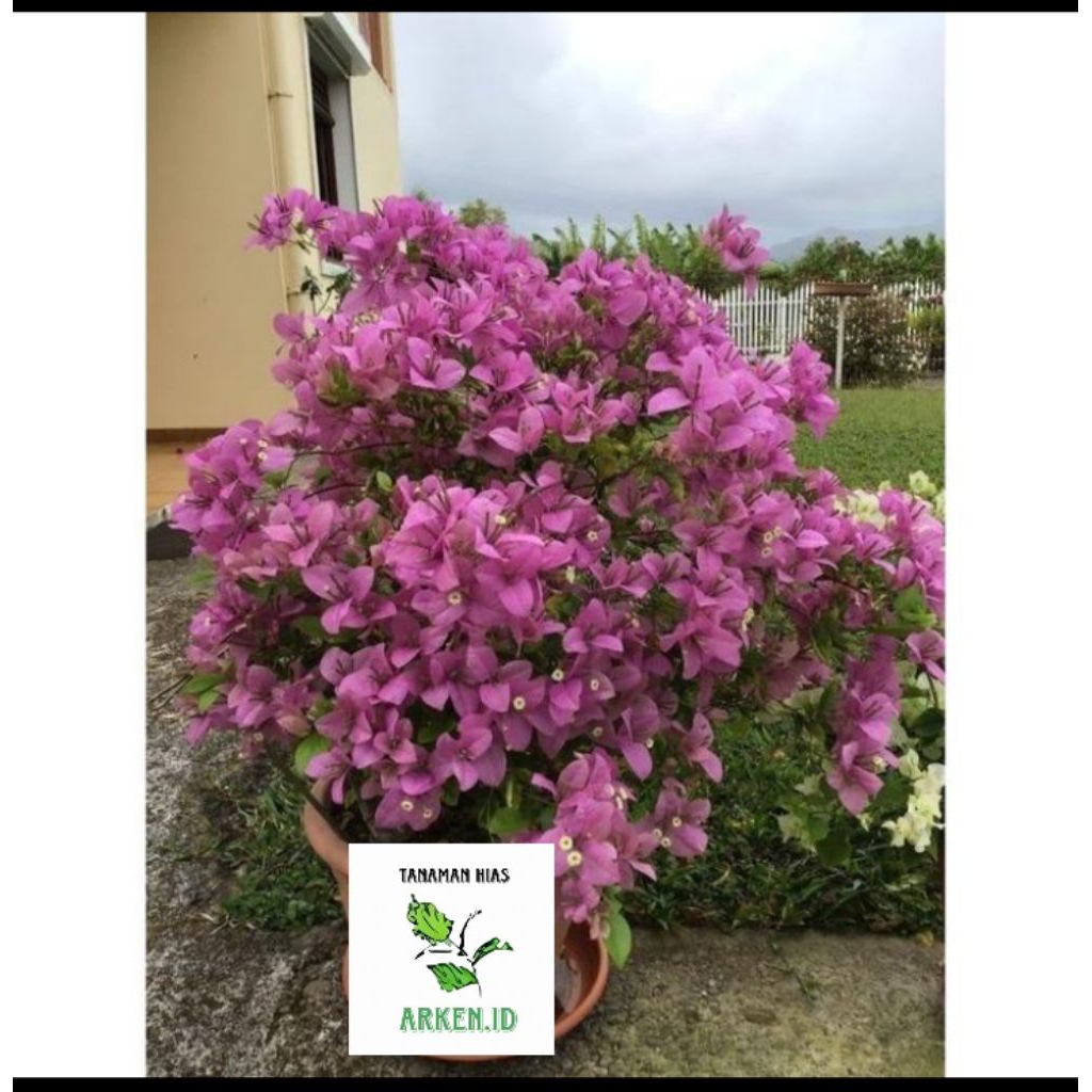 Tanaman hias Bougenville bunga kertas import