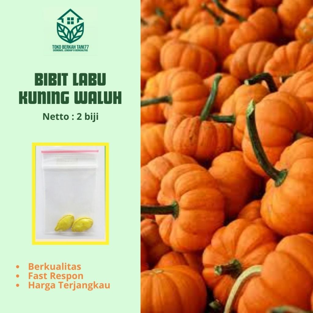 Benih Buah Labu Kuning Waluh Benih Buah-buahan Berkualitas