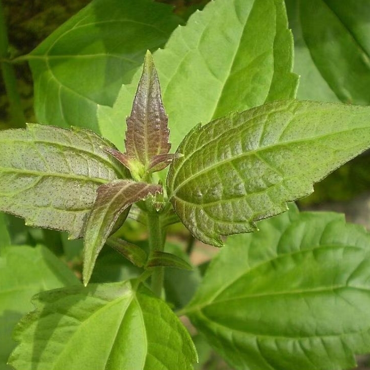 

daun balakacida atau kirinyuh 500gm obat herbal alami