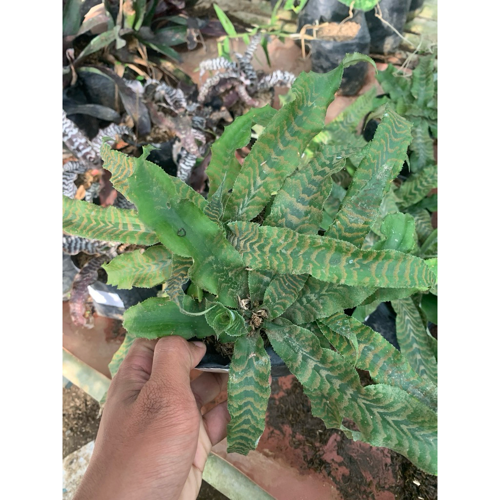tanaman Hias cryptantus hijau