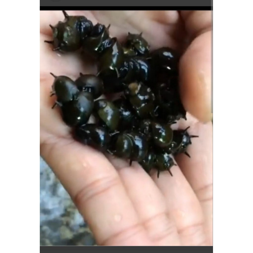 pembasmi_lumut_keong_tanduk