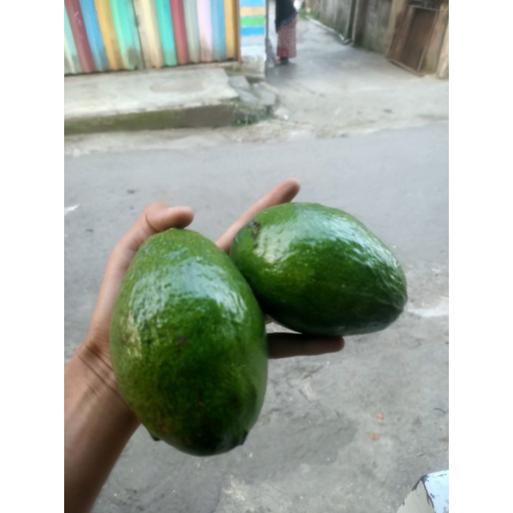 

alpukat pulen cianjur beli 2kg dapet free sayuran random