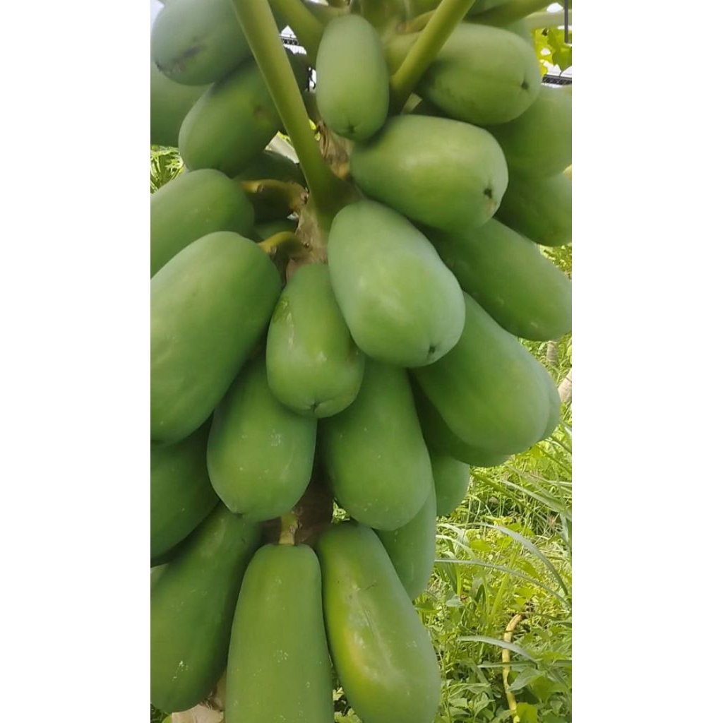 

PEPAYA SAYUR BERAT 1KG