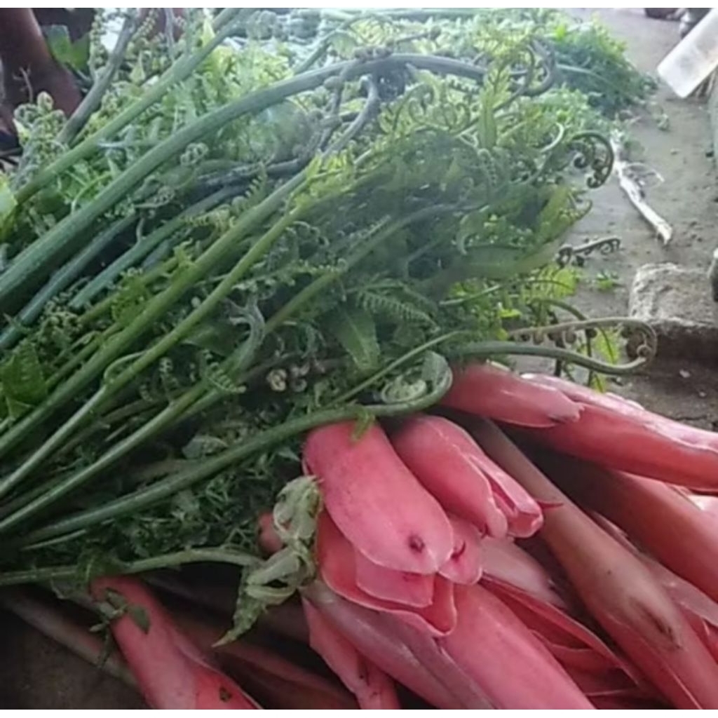 Pakis Sayur Segar Murah 500 gram – Sayuran Segar Alami Siap Masak