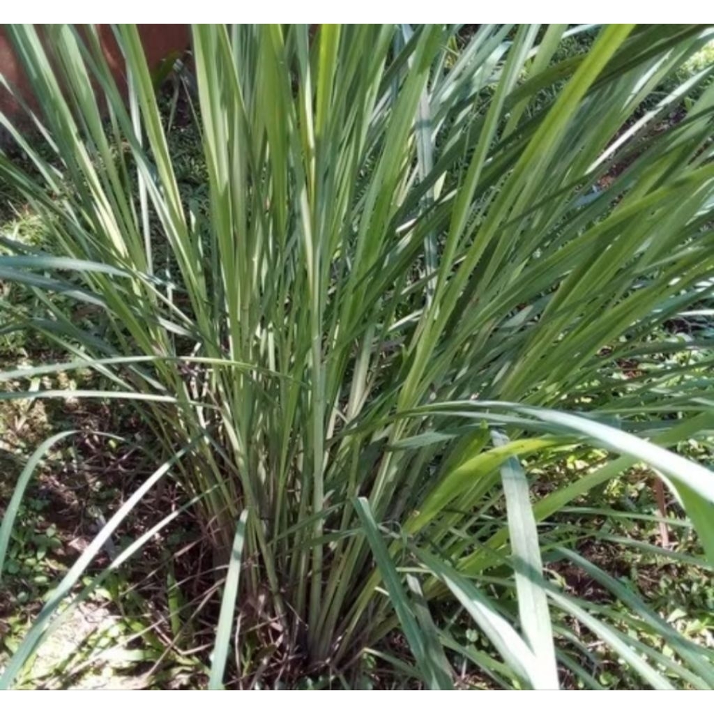 

Sereh Masak Segar 500 gram | Bumbu Dapur Alami & Herbal