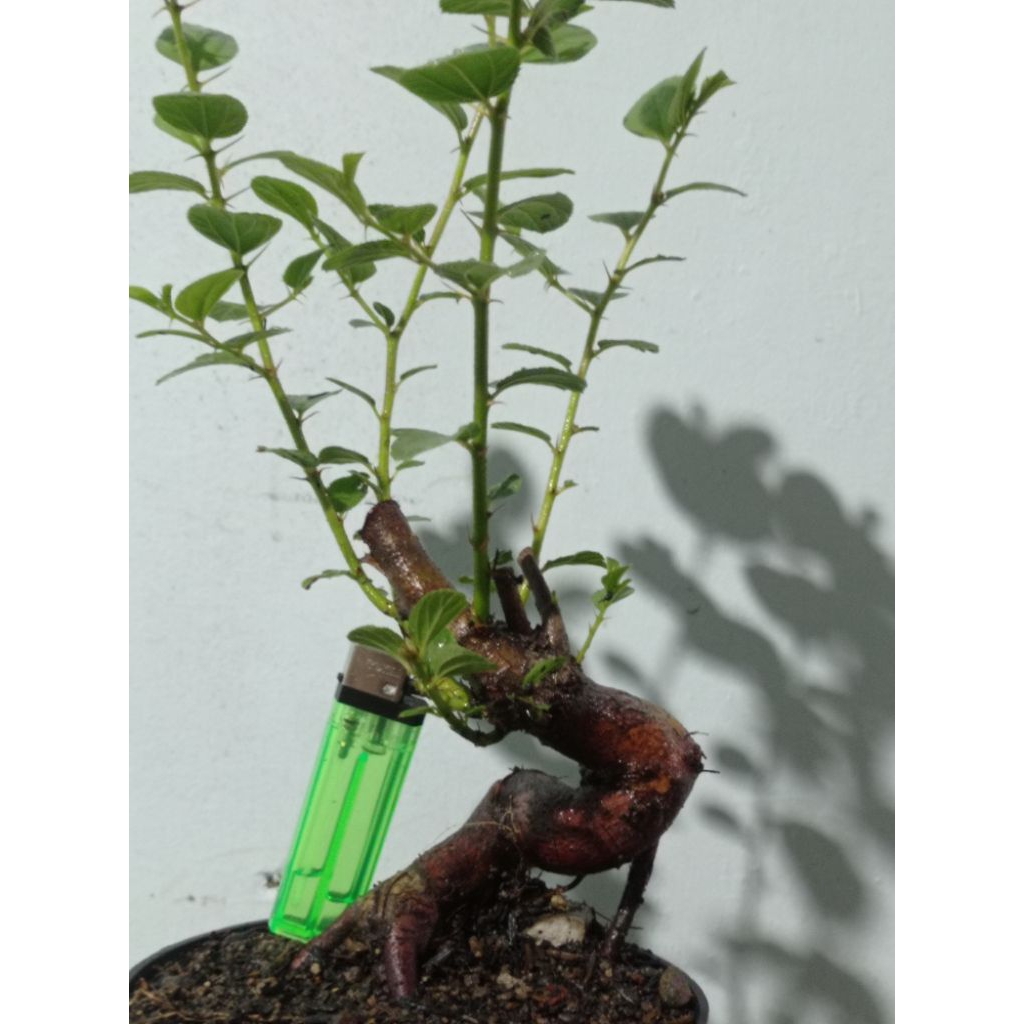 bahan bonsai bidara arab realpic