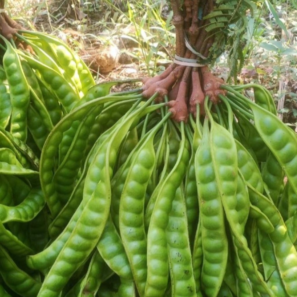 

pete kualitas bagus segar 1, iket isi 10 papan Pete legok gombong