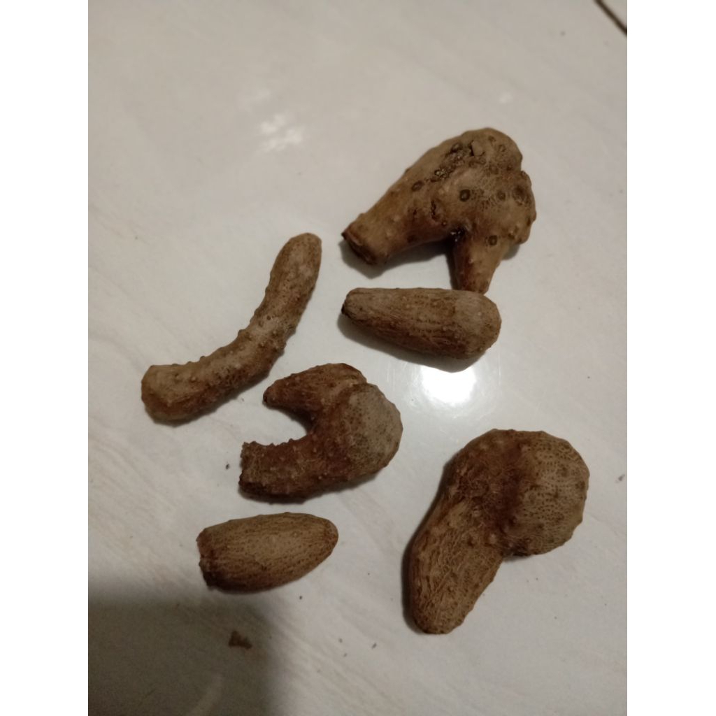 5 BIBIT UMBI UWI PUTIH