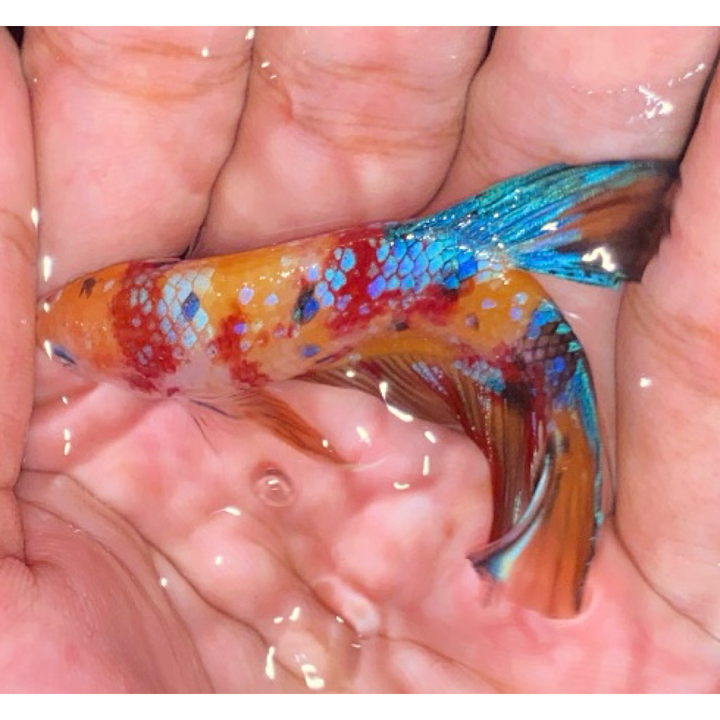 Cupang giant multi hiasan aquarium