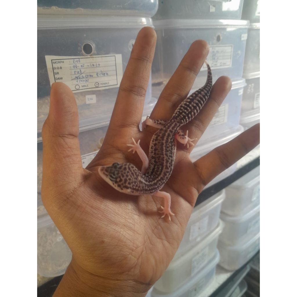 display leopard gecko pied female bisa berjalan