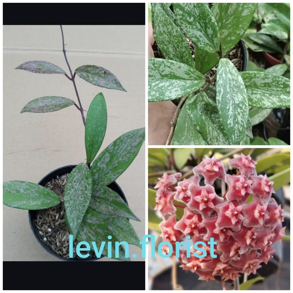 Hoya pubycalyx / hoya pubycalyx splash / bibit tanaman hias bunga hoya merah