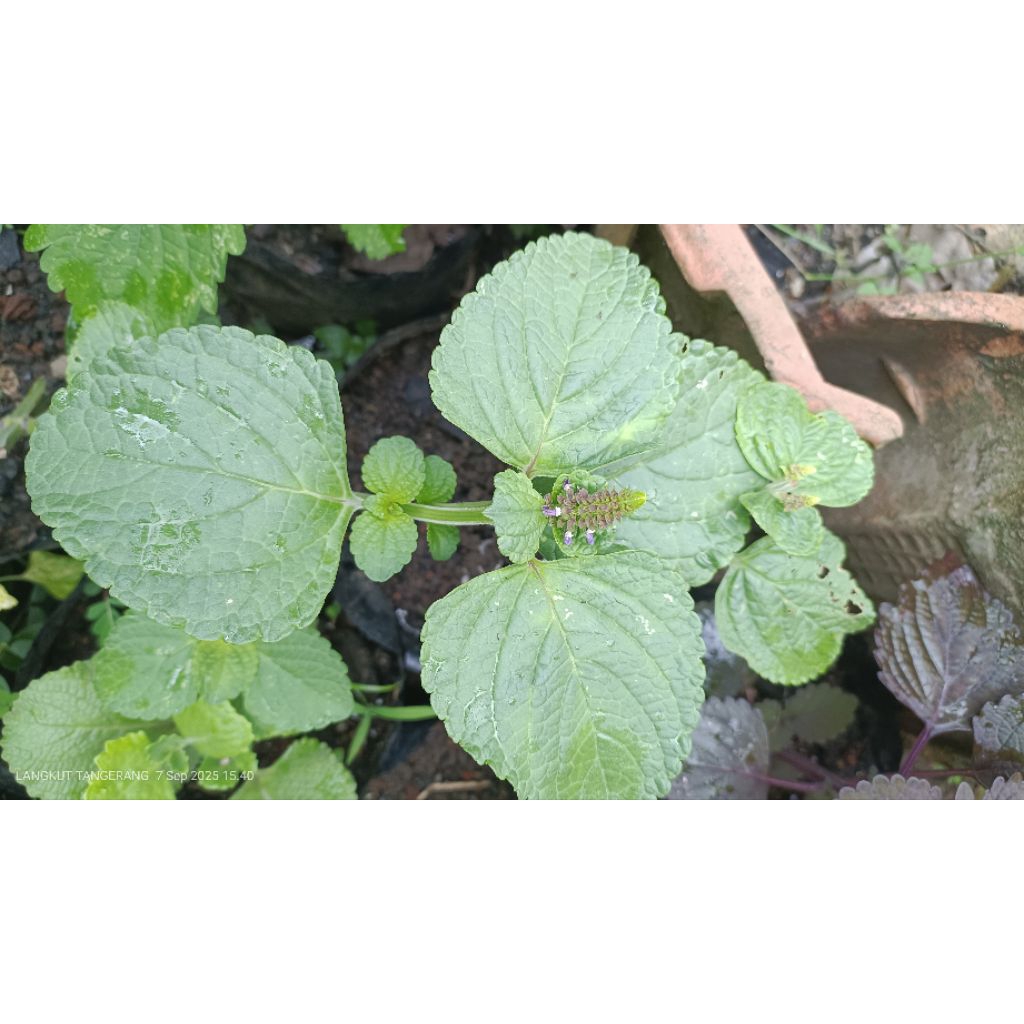 Perilla Korea Ukuran Besar  Bisa dikonsumsi / lalapan sudah tumbuh berakar dalam polybag