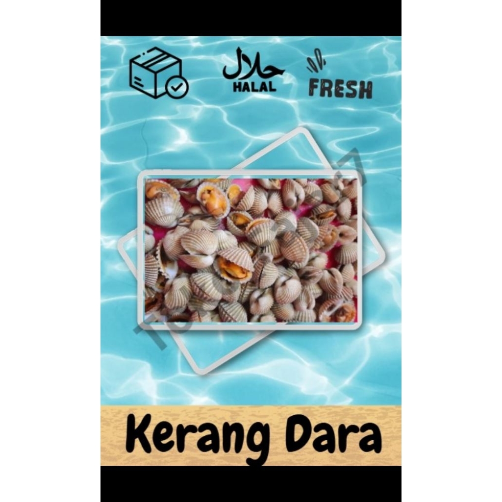 

KERANG DARA PREMIUM FRESH MURAH BERGARANSI IKAN SEGAR IKAN BEKU